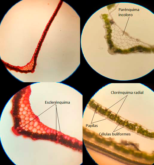 Digitaria sanguinalis